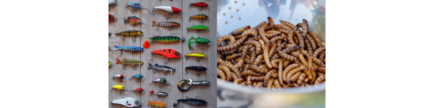 BEGINNER’S GUIDE: Lures vs. Bait (Pros and Cons)