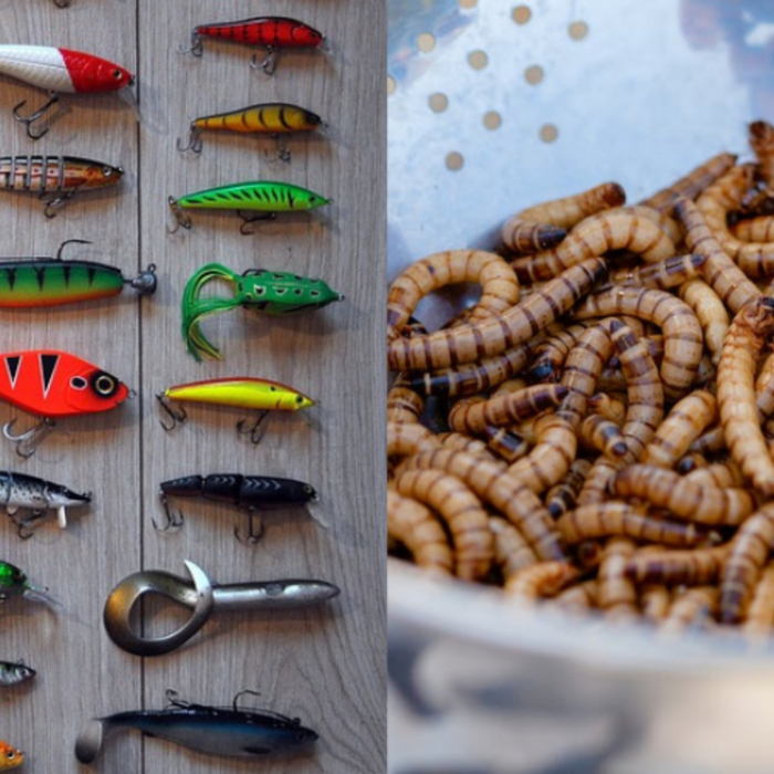 BEGINNER’S GUIDE: Lures vs. Bait (Pros and Cons)